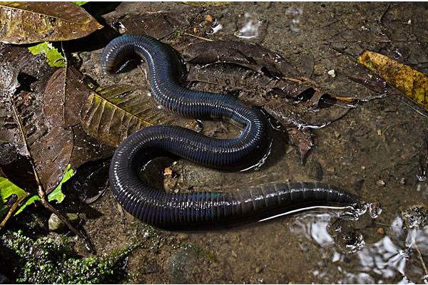 养鸡场需要养大量蚯蚓来给鸡吃?蚯蚓怎么养啊?