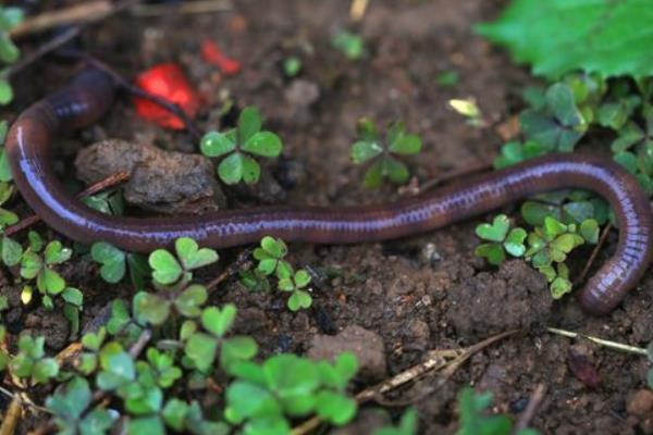 养鸡场需要养大量蚯蚓来给鸡吃?蚯蚓怎么养啊?