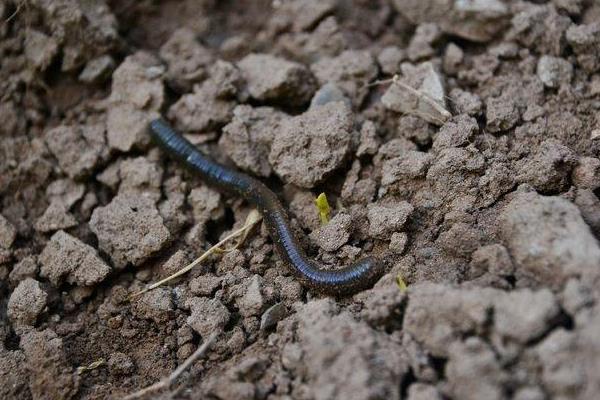 养鸡场需要养大量蚯蚓来给鸡吃?蚯蚓怎么养啊?