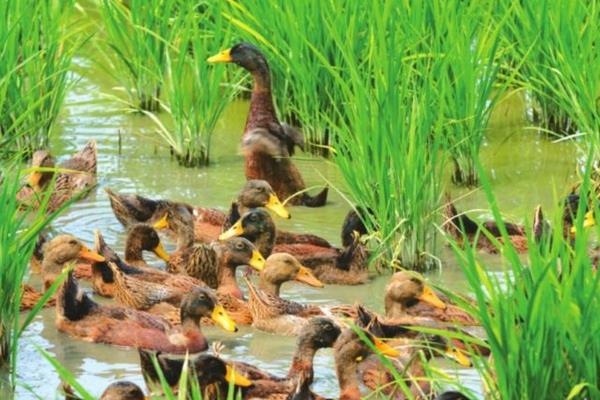 养1000只野鸭能赚多少钱?养野鸭的成本和利润