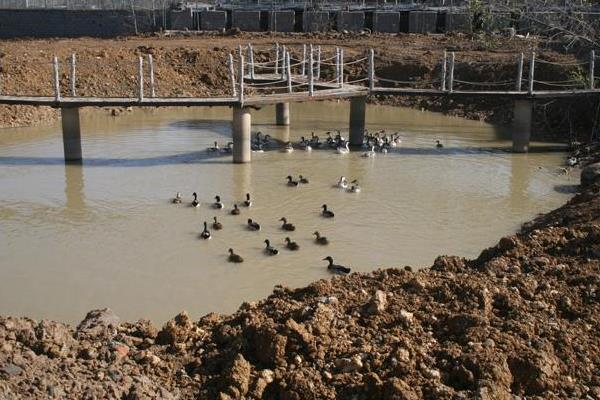 养1000只野鸭能赚多少钱?养野鸭的成本和利润