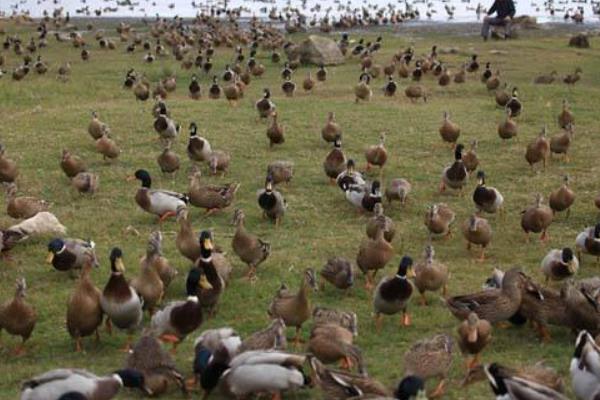 养1000只野鸭能赚多少钱?养野鸭的成本和利润