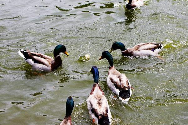 养1000只野鸭能赚多少钱?养野鸭的成本和利润