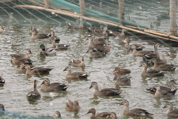 养1000只野鸭能赚多少钱?养野鸭的成本和利润