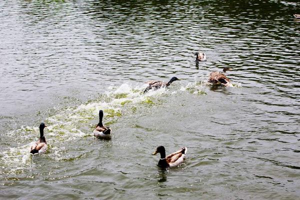 养1000只野鸭能赚多少钱?养野鸭的成本和利润