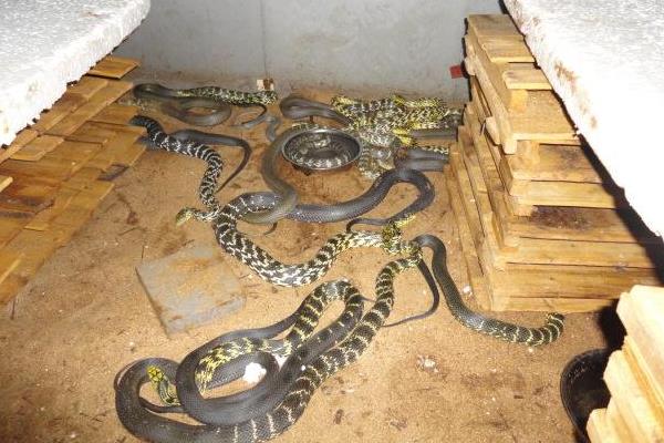 养1000条蛇能赚多少钱?养蛇的成本和利润