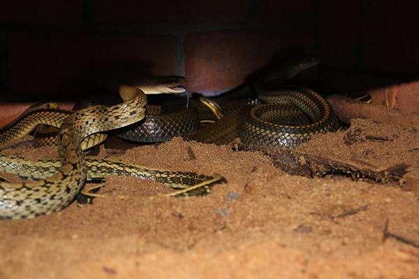 养1000条蛇能赚多少钱?养蛇的成本和利润