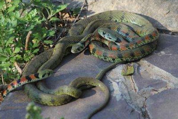 养1000条蛇能赚多少钱?养蛇的成本和利润