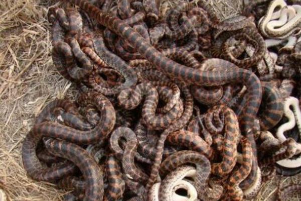 养1000条蛇能赚多少钱?养蛇的成本和利润