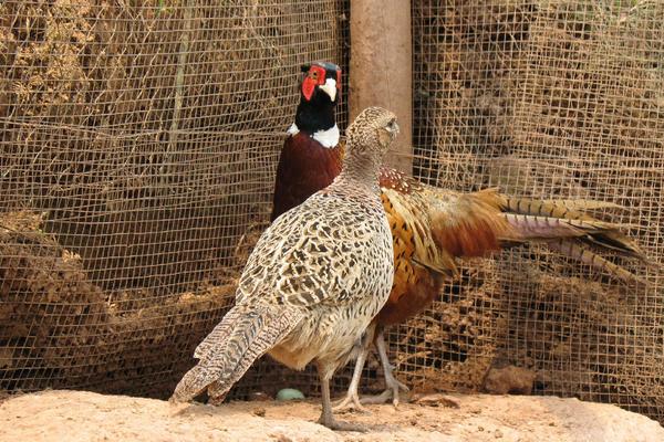 2018养山鸡赚钱吗?山鸡养殖的利润与投资成本及前景预测