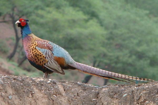 2018养山鸡赚钱吗?山鸡养殖的利润与投资成本及前景预测