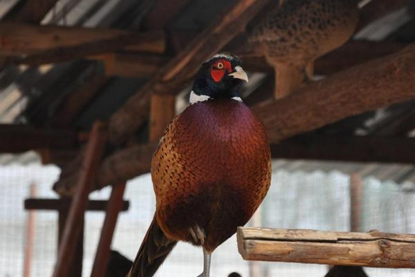 2018养山鸡赚钱吗?山鸡养殖的利润与投资成本及前景预测