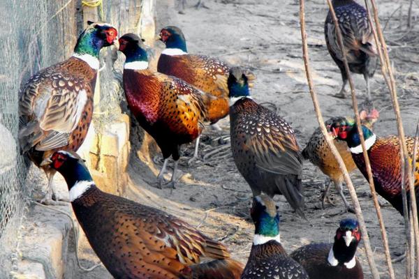 2018养山鸡赚钱吗?山鸡养殖的利润与投资成本及前景预测