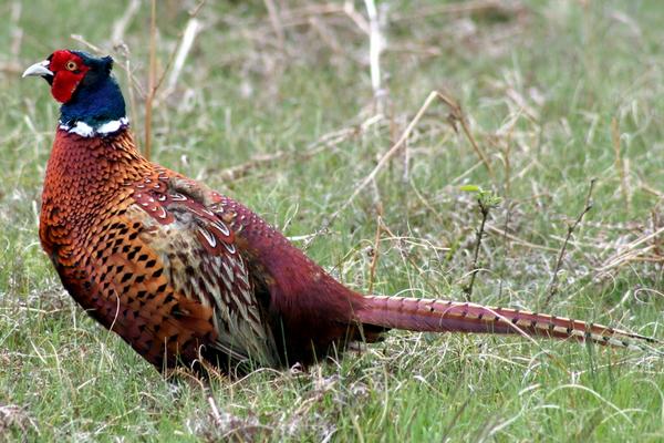2018养山鸡赚钱吗?山鸡养殖的利润与投资成本及前景预测