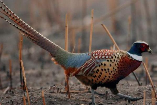 2018养山鸡赚钱吗?山鸡养殖的利润与投资成本及前景预测