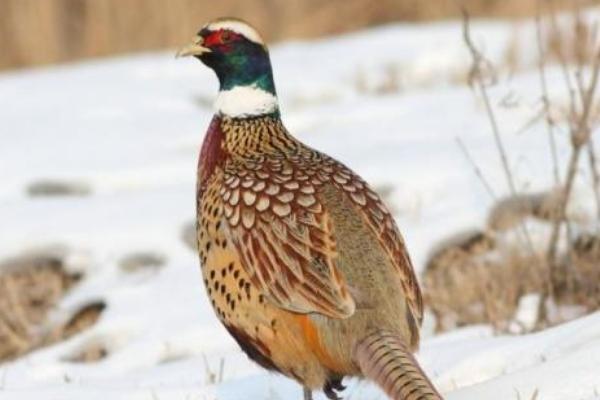 2018养山鸡赚钱吗?山鸡养殖的利润与投资成本及前景预测