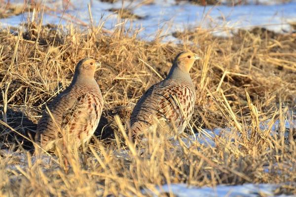 2018养鹌鹑赚钱吗?鹌鹑养殖的利润与投资成本及前景预测