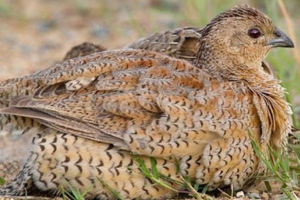 2018养鹌鹑赚钱吗?鹌鹑养殖的利润与投资成本及前景预测