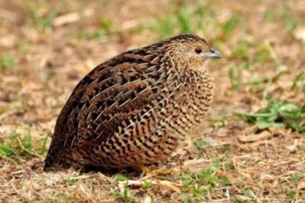 2018养鹌鹑赚钱吗?鹌鹑养殖的利润与投资成本及前景预测