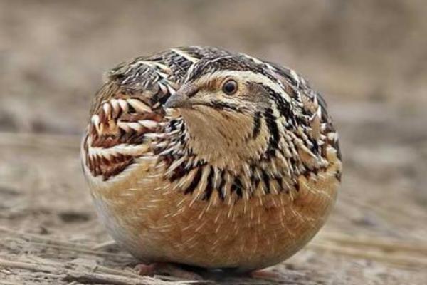 2018养鹌鹑赚钱吗?鹌鹑养殖的利润与投资成本及前景预测