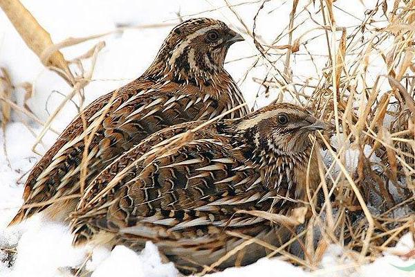 2018养鹌鹑赚钱吗?鹌鹑养殖的利润与投资成本及前景预测