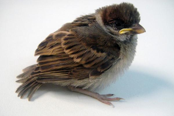 2018养鹌鹑赚钱吗?鹌鹑养殖的利润与投资成本及前景预测