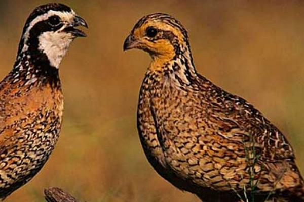 2018养鹌鹑赚钱吗?鹌鹑养殖的利润与投资成本及前景预测