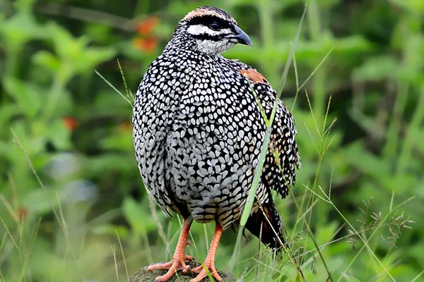2018养鹧鸪赚钱吗?鹧鸪养殖的利润与投资成本及前景预测