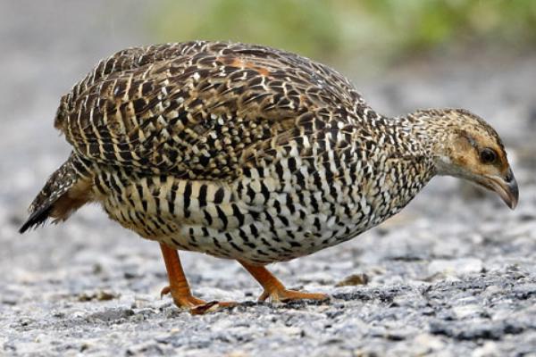 2018养鹧鸪赚钱吗?鹧鸪养殖的利润与投资成本及前景预测