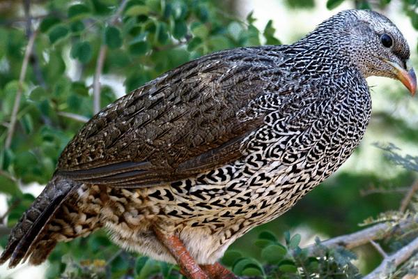 2018养鹧鸪赚钱吗?鹧鸪养殖的利润与投资成本及前景预测