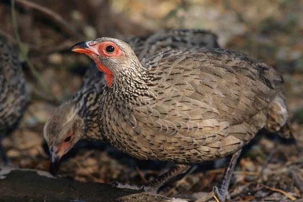 2018养鹧鸪赚钱吗?鹧鸪养殖的利润与投资成本及前景预测