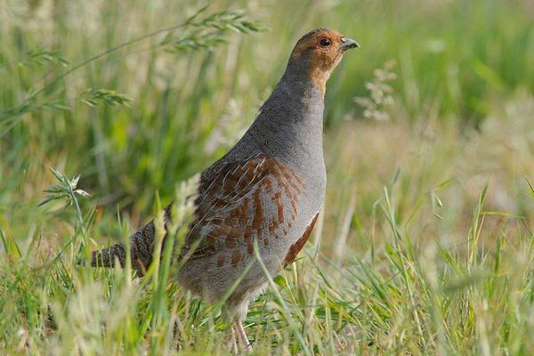 2018养鹧鸪赚钱吗?鹧鸪养殖的利润与投资成本及前景预测