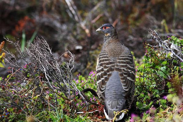 2018养野鸡赚钱吗？野鸡养殖的利润与投资成本及前景预测