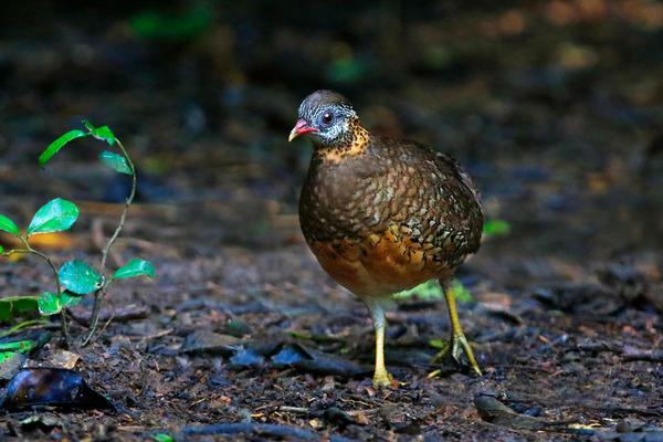 2018养鹧鸪赚钱吗?鹧鸪养殖的利润与投资成本及前景预测