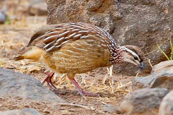 2018养鹧鸪赚钱吗?鹧鸪养殖的利润与投资成本及前景预测