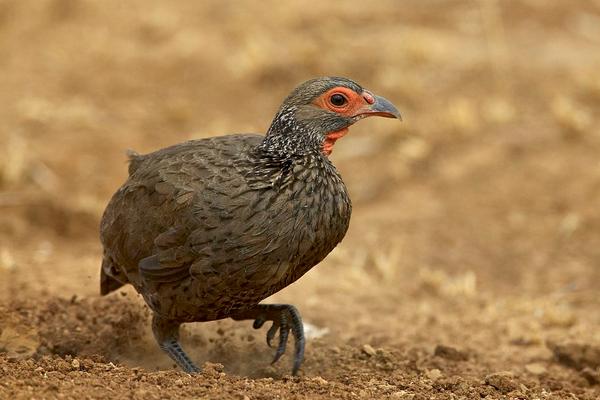 2018养鹧鸪赚钱吗?鹧鸪养殖的利润与投资成本及前景预测