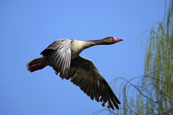 2018养大雁赚钱吗?大雁养殖的利润与投资成本及前景预测