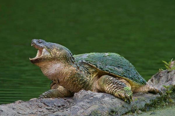 农村小投入的种植创业、养殖创业项目推荐