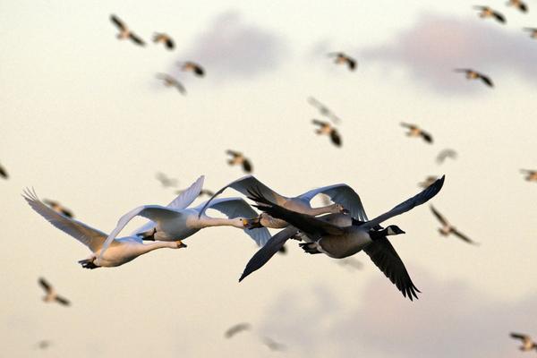 2018养大雁赚钱吗?大雁养殖的利润与投资成本及前景预测