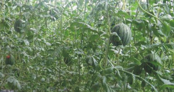 无土栽培西瓜技术