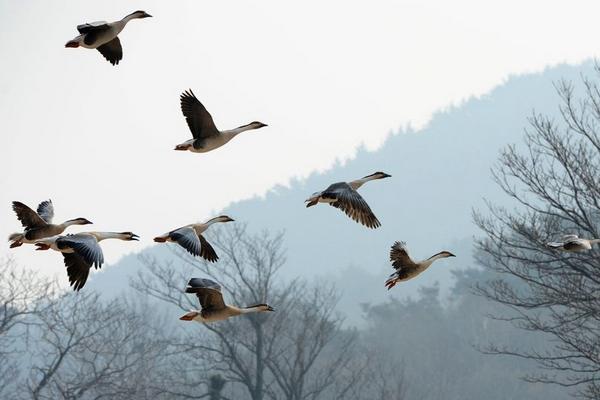 2018养大雁赚钱吗?大雁养殖的利润与投资成本及前景预测