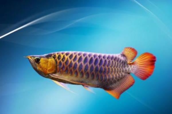 适合家庭养的观赏鱼有哪些种类？