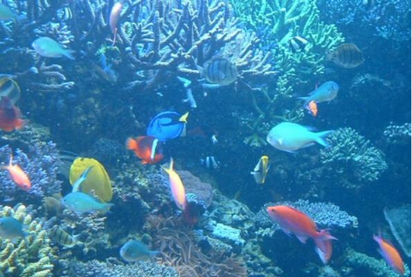 适合家庭养的观赏鱼有哪些种类？