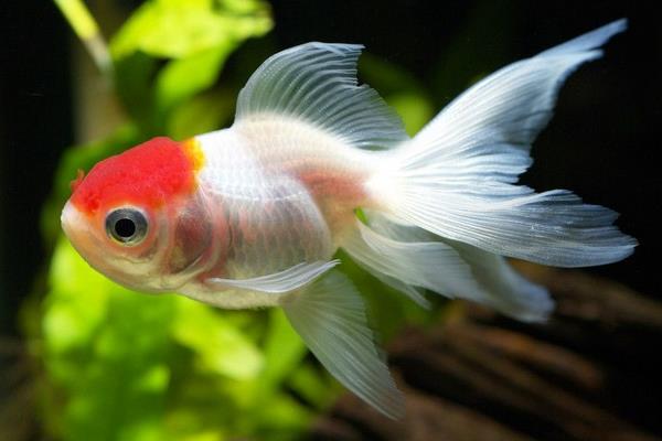 适合家庭养的观赏鱼有哪些种类？