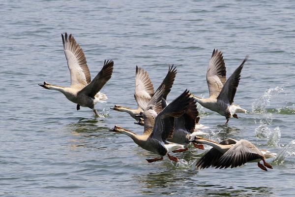 2018养大雁赚钱吗?大雁养殖的利润与投资成本及前景预测
