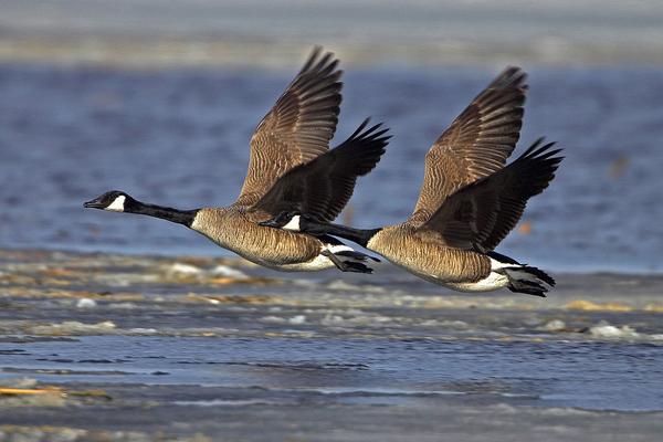 2018养大雁赚钱吗?大雁养殖的利润与投资成本及前景预测