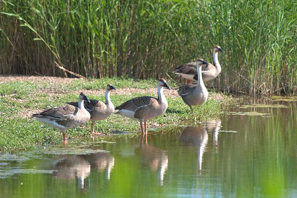 2018养大雁赚钱吗?大雁养殖的利润与投资成本及前景预测