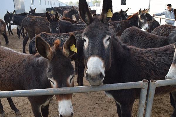 2016养驴赚钱吗?2016养驴前景及市场行情分析