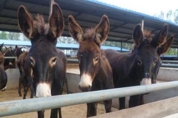 2016养驴赚钱吗?2016养驴前景及市场行情分析