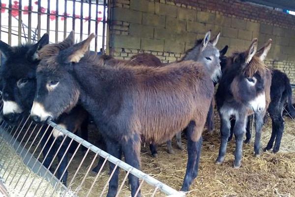 2016养驴赚钱吗?2016养驴前景及市场行情分析